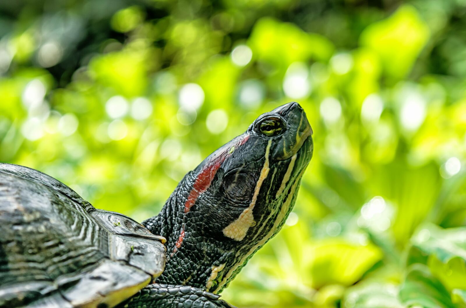 Nikon D3300 sample photo. Turtle, water, water turtle photography