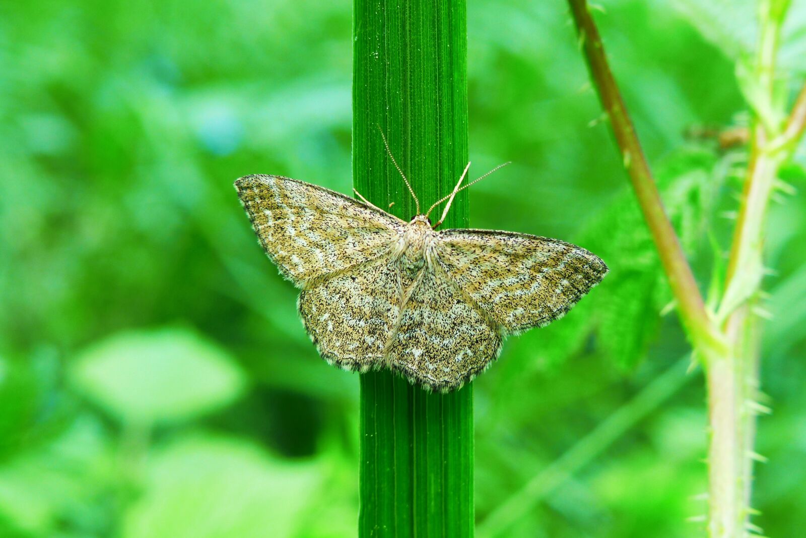 Panasonic Lumix DMC-FZ200 sample photo. Animals, invertebrates, insect photography