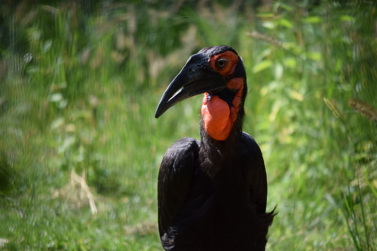 Nikon D5300 sample photo. Bird, ugly, exotic photography