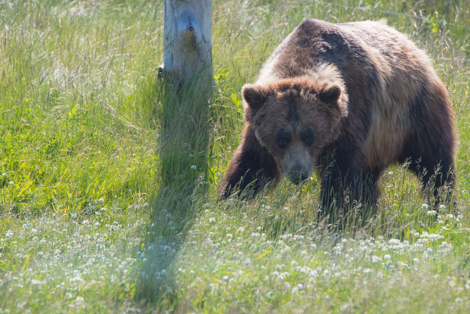 Nikon D810 sample photo. Nature, starring, animal photography