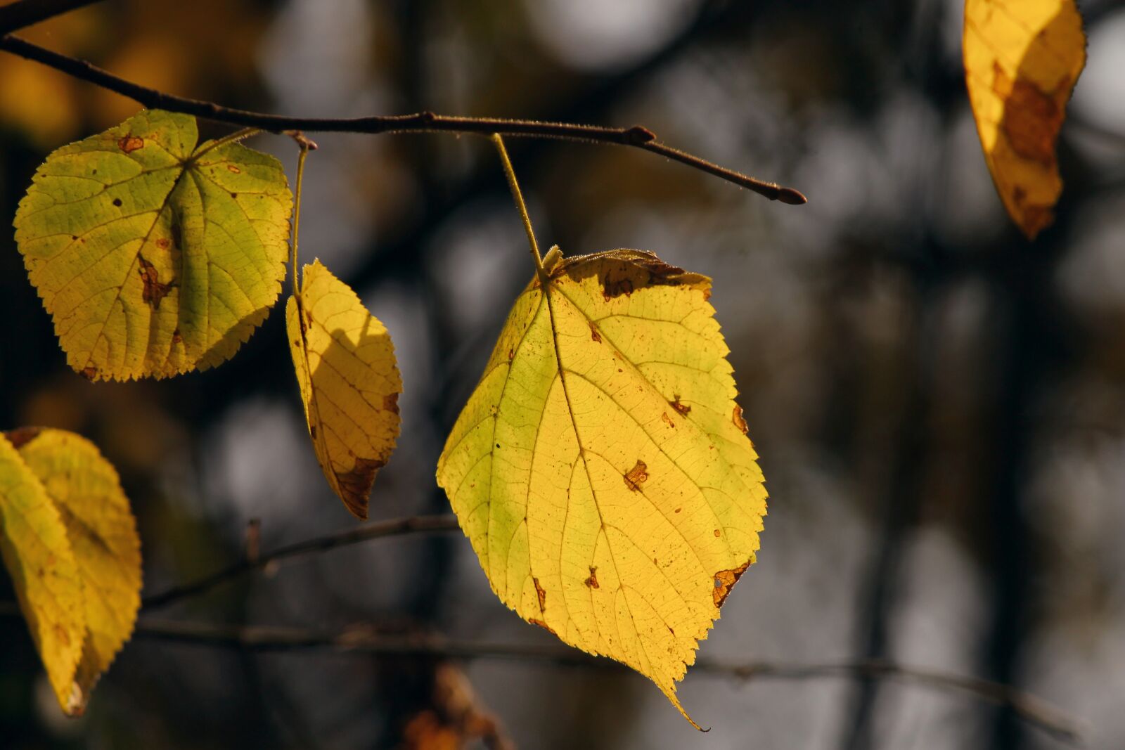 Canon EOS 1100D (EOS Rebel T3 / EOS Kiss X50) sample photo. Fall foliage, leaves, stains photography