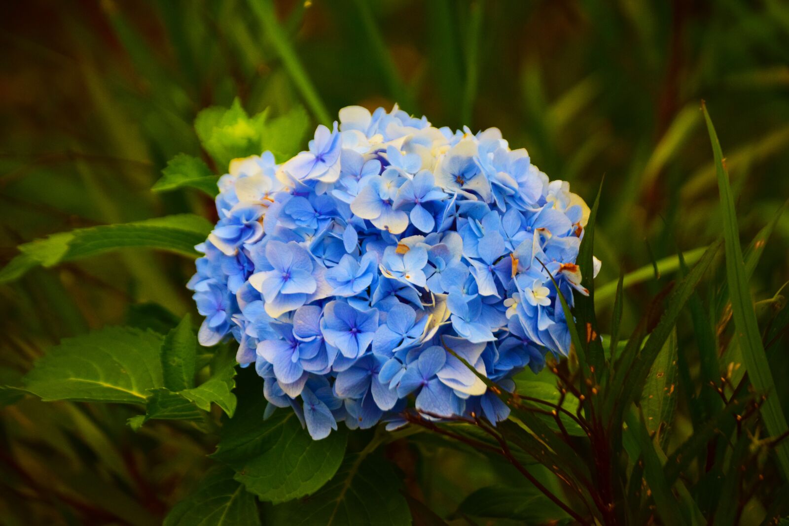 Nikon D5300 sample photo. Flowers, blue, nature photography