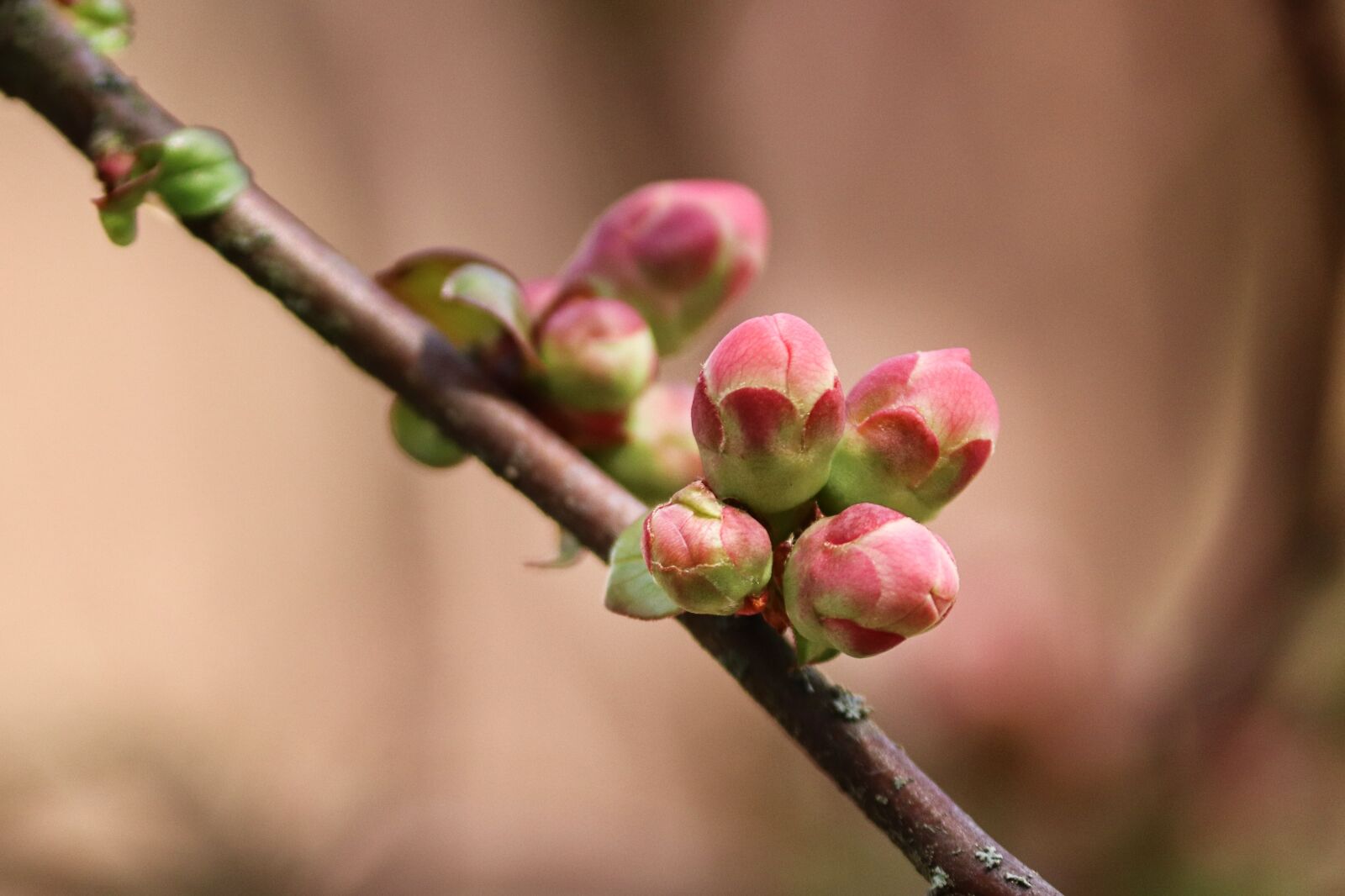Canon EOS 200D (EOS Rebel SL2 / EOS Kiss X9) sample photo. Bud, branch, go up photography