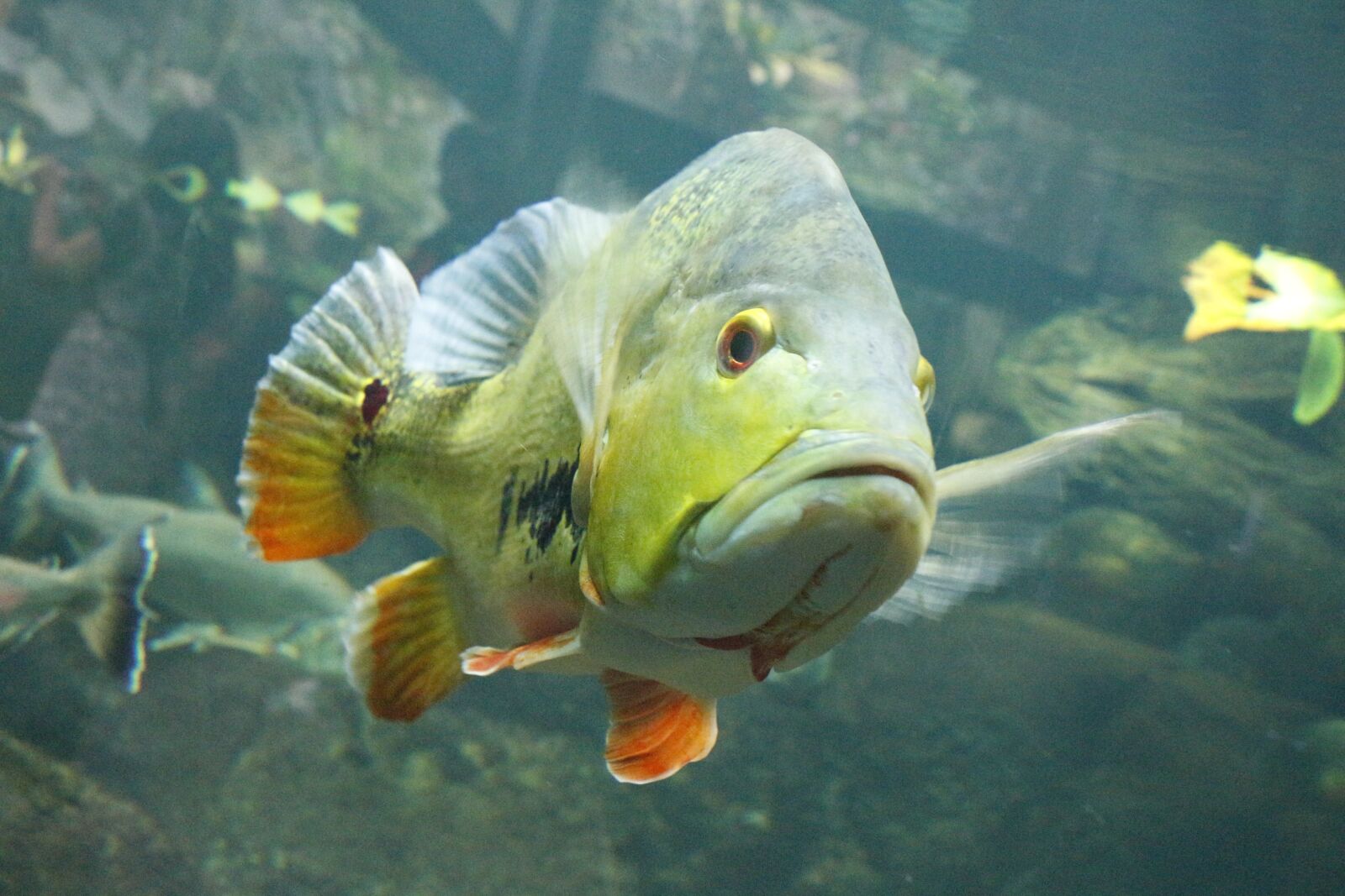 Canon EOS 700D (EOS Rebel T5i / EOS Kiss X7i) sample photo. Fish, aquarium, for aquariums photography