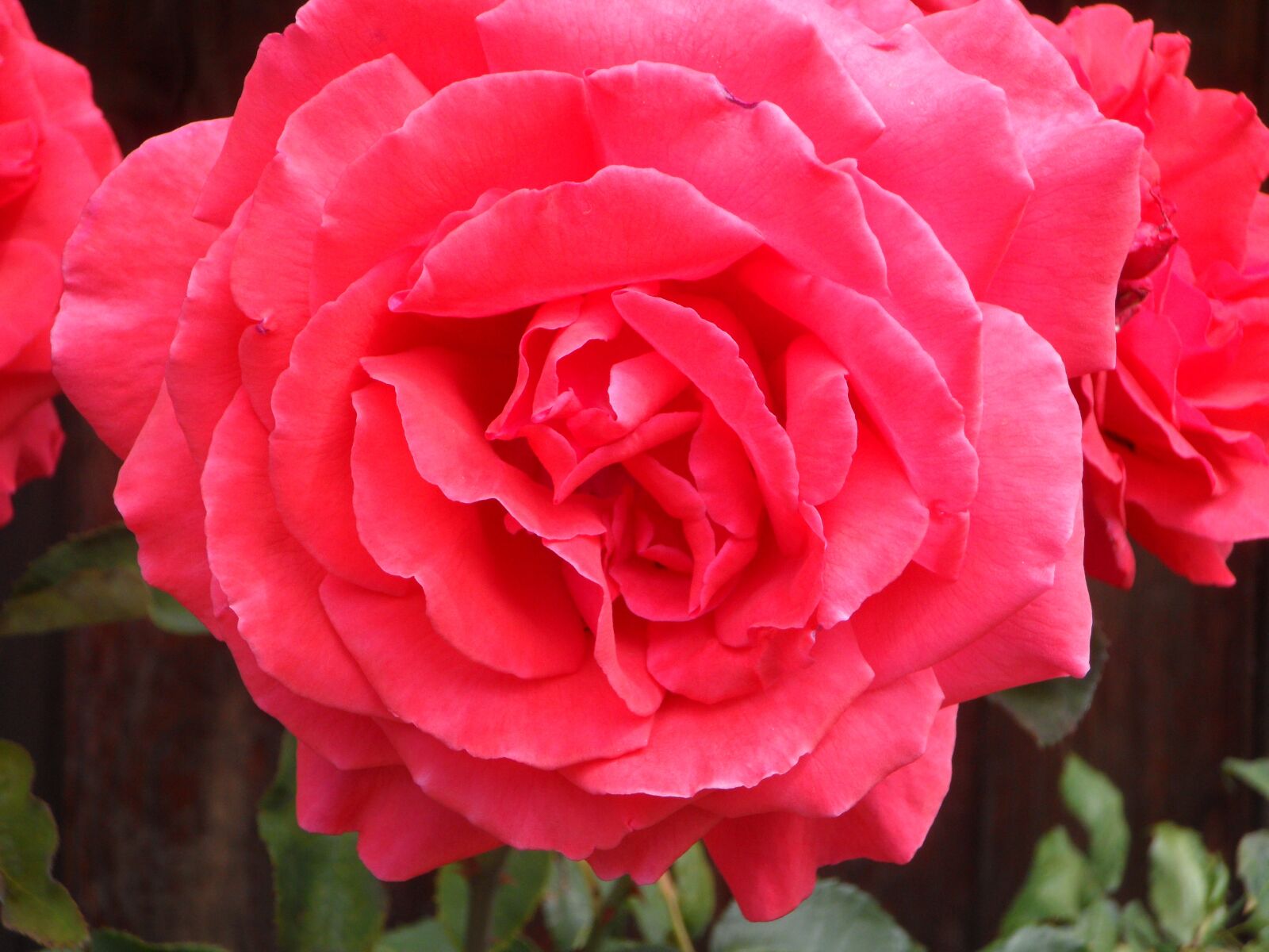 Samsung VLUU WB210, SAMSUNG WB210 sample photo. Rose, close up, blossom photography