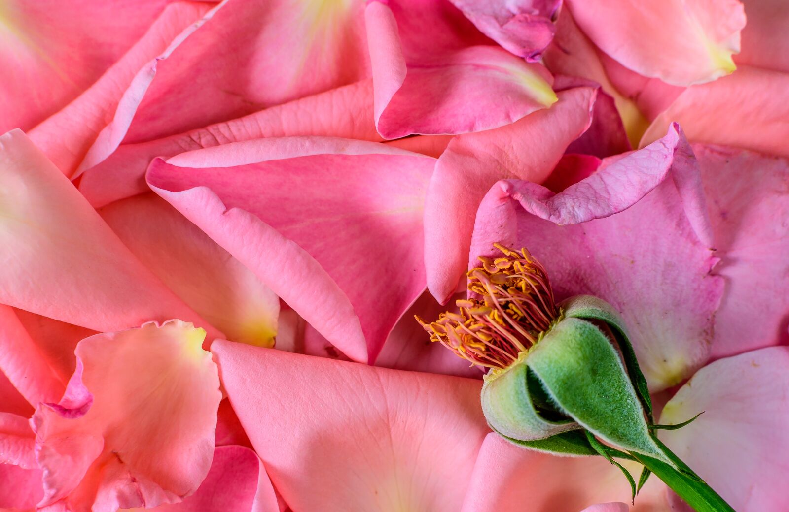 Nikon D5300 sample photo. Flowers, rosa, vegetation photography