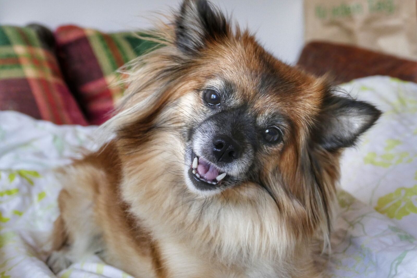 Panasonic Lumix DMC-FZ1000 sample photo. Dog, animal, cute photography