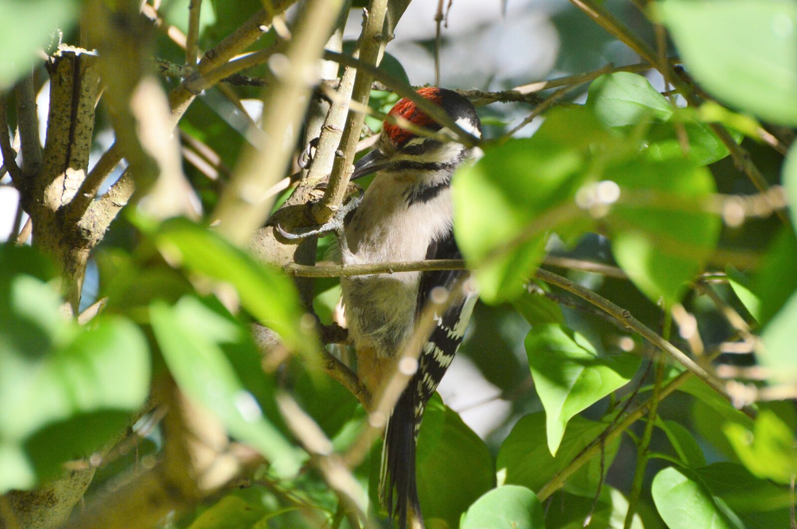 Nikon D3200 sample photo. Great spotted woodpecker, woodpecker photography