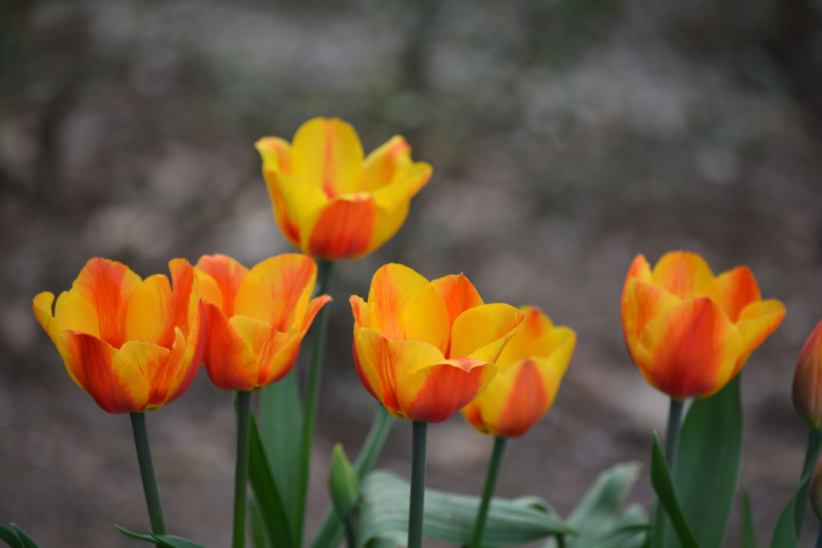 Nikon D7100 sample photo. Tulips, spring, garden photography