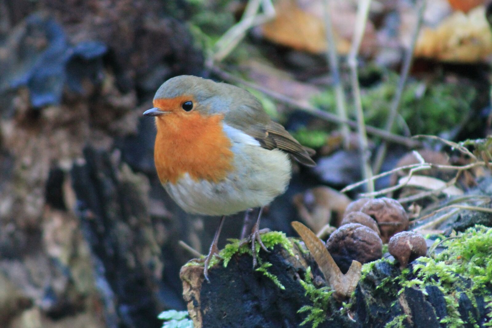 Canon EF75-300mm f/4-5.6 sample photo. Nature, robin, bird photography