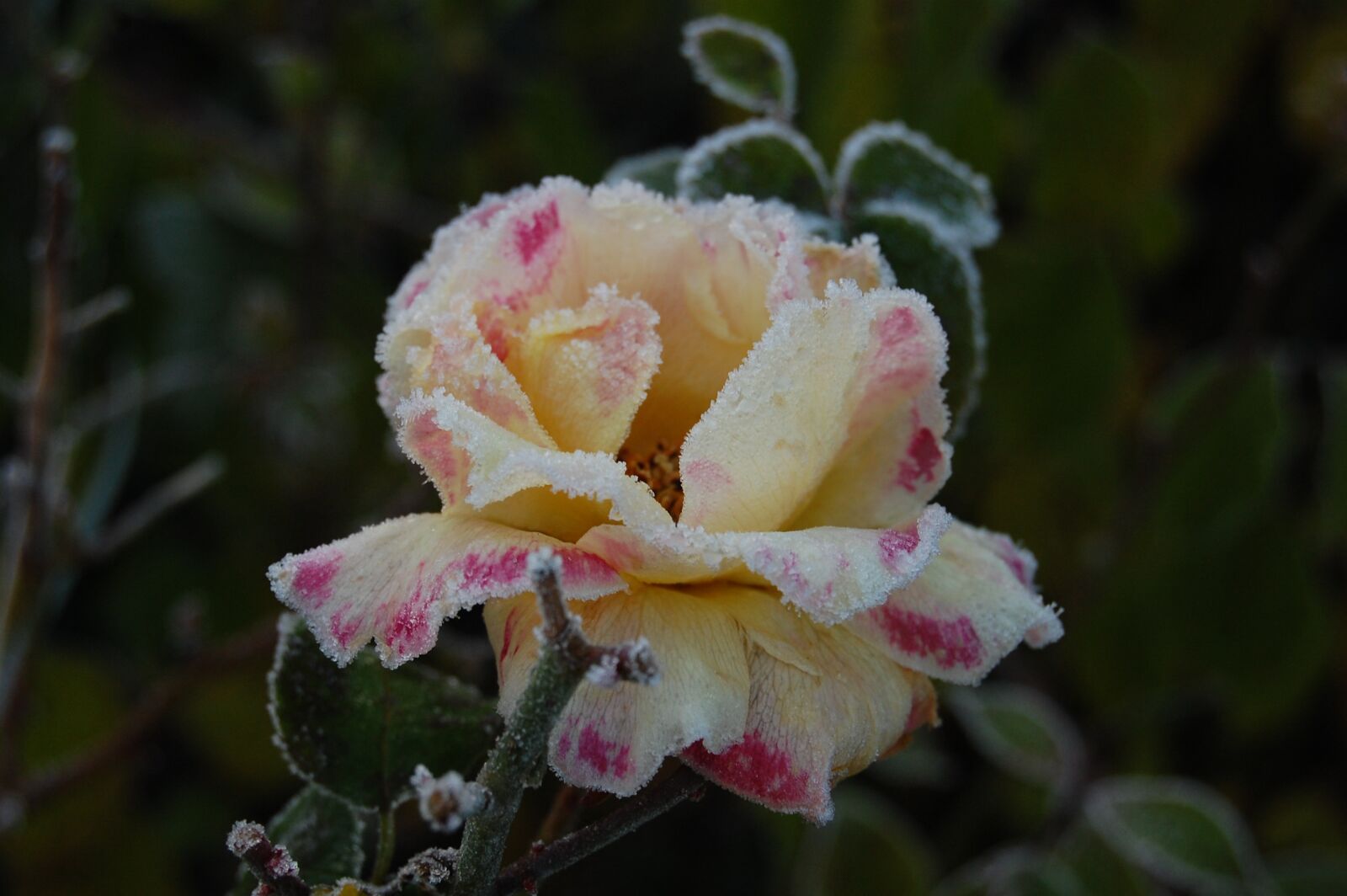 Nikon D40 sample photo. Pink, camille pissarro, jelly photography