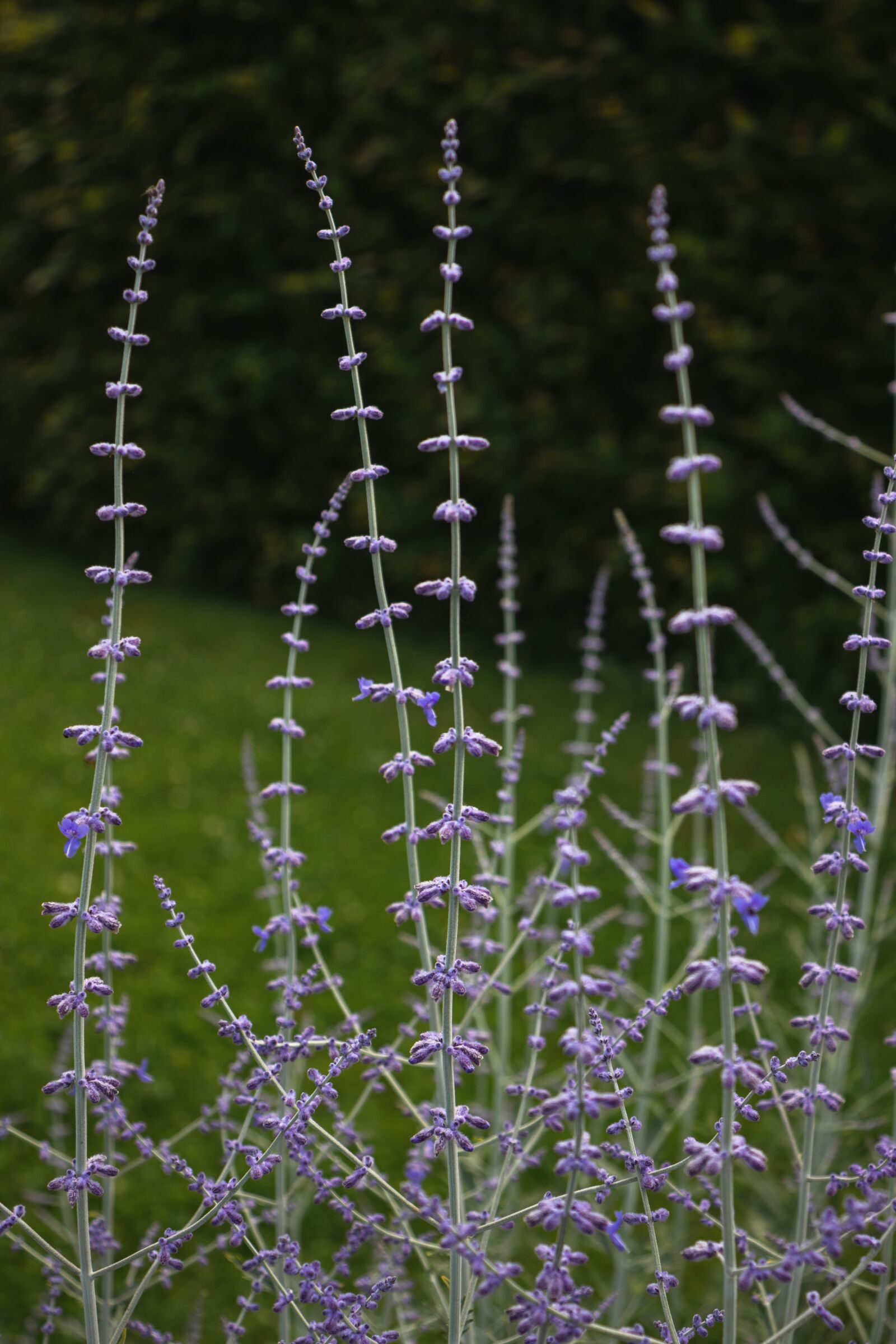 Canon EOS 77D (EOS 9000D / EOS 770D) sample photo. Flower, flowers, summer photography