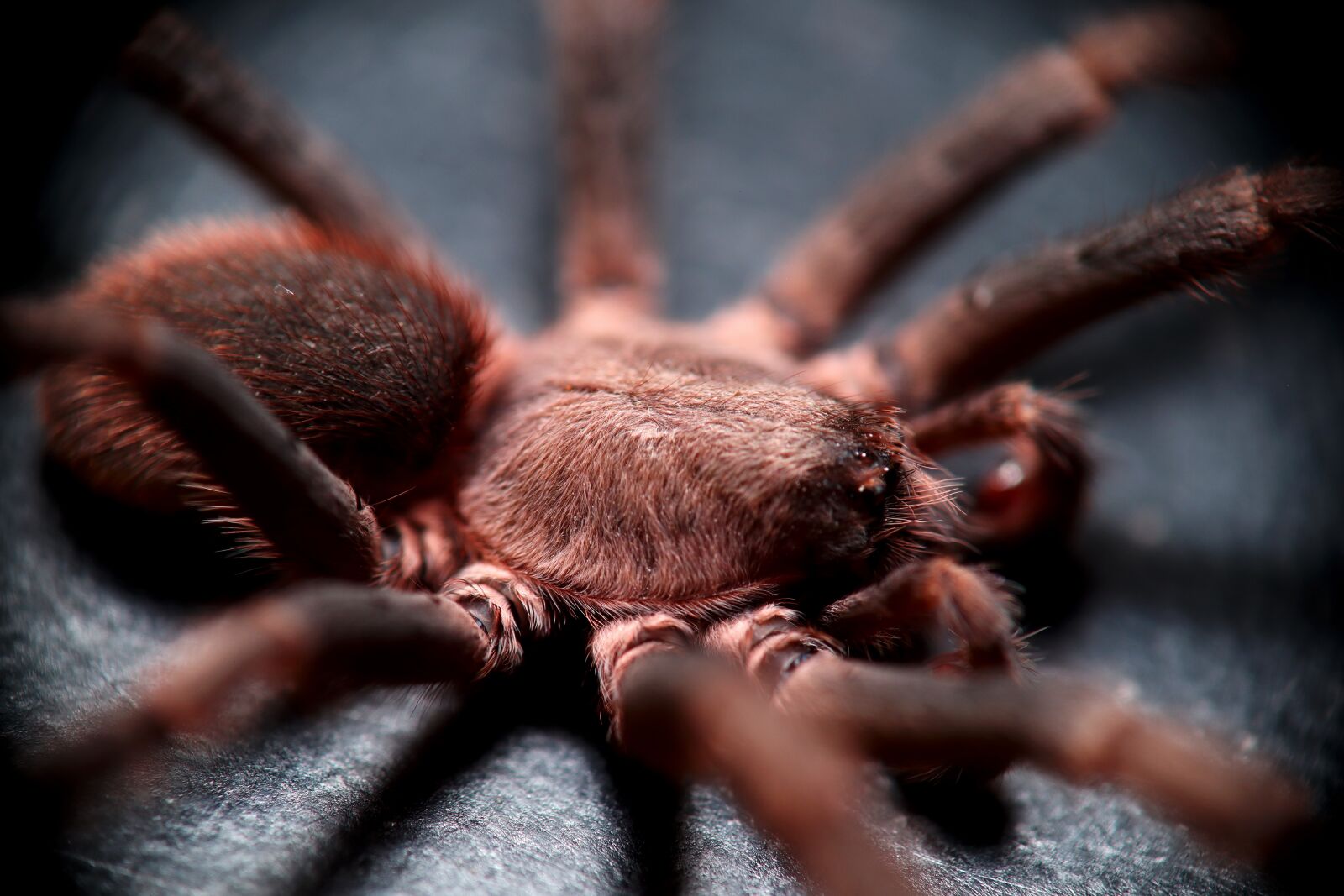 Canon EOS M50 (EOS Kiss M) sample photo. Arachnids, insect, spider photography
