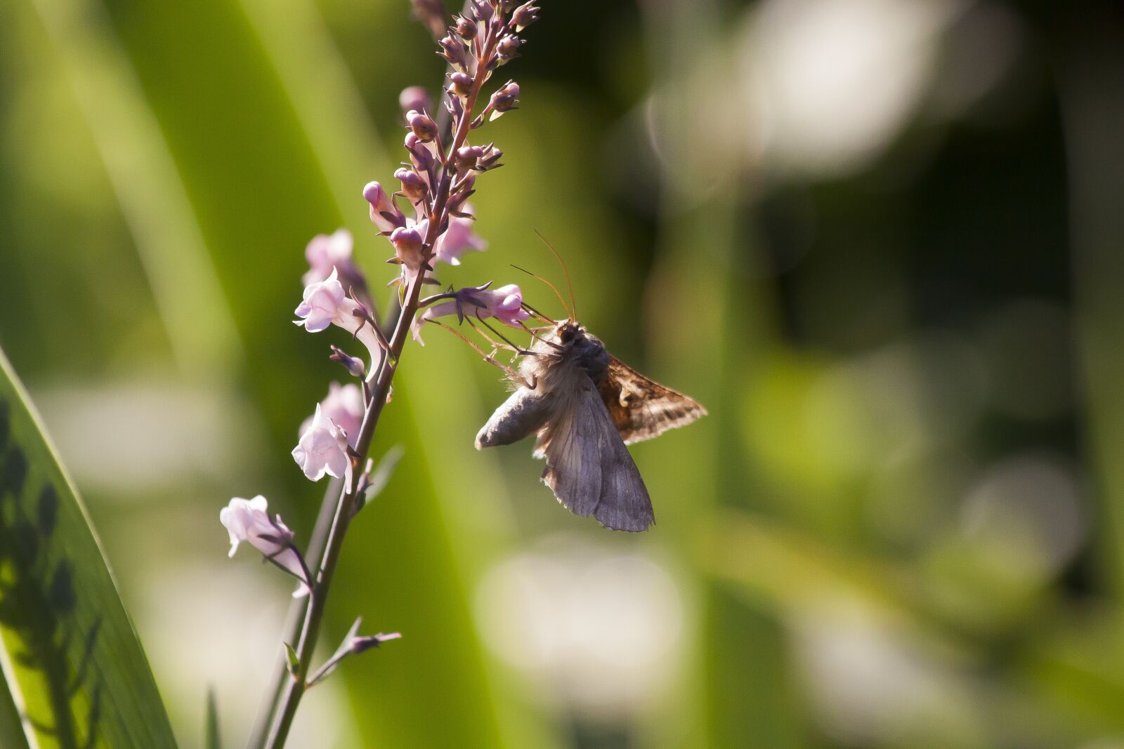 Canon EOS 50D sample photo. Owls, butterfly, insect photography