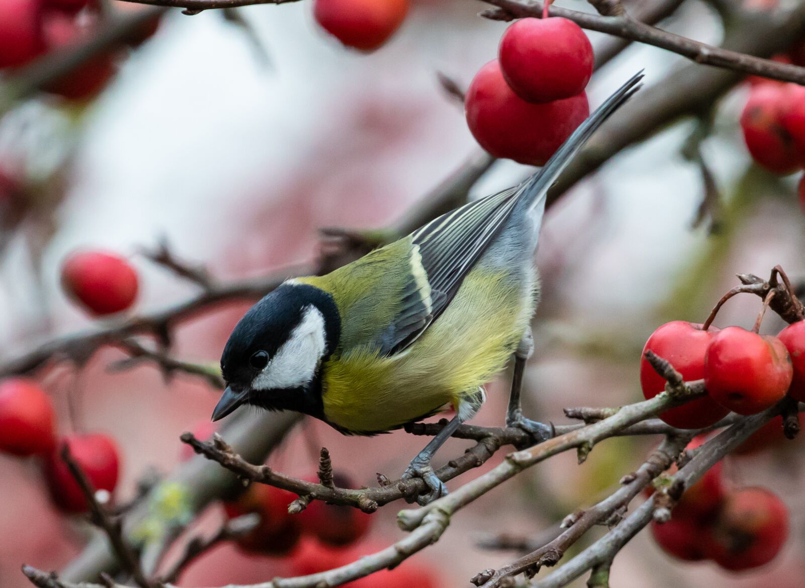 Canon EOS 7D Mark II sample photo. Great tit, feeding tit photography