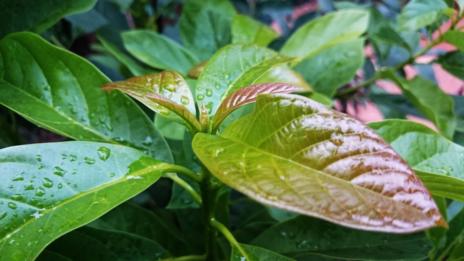 Sony Xperia Z2 sample photo. Green, leaf, nature photography