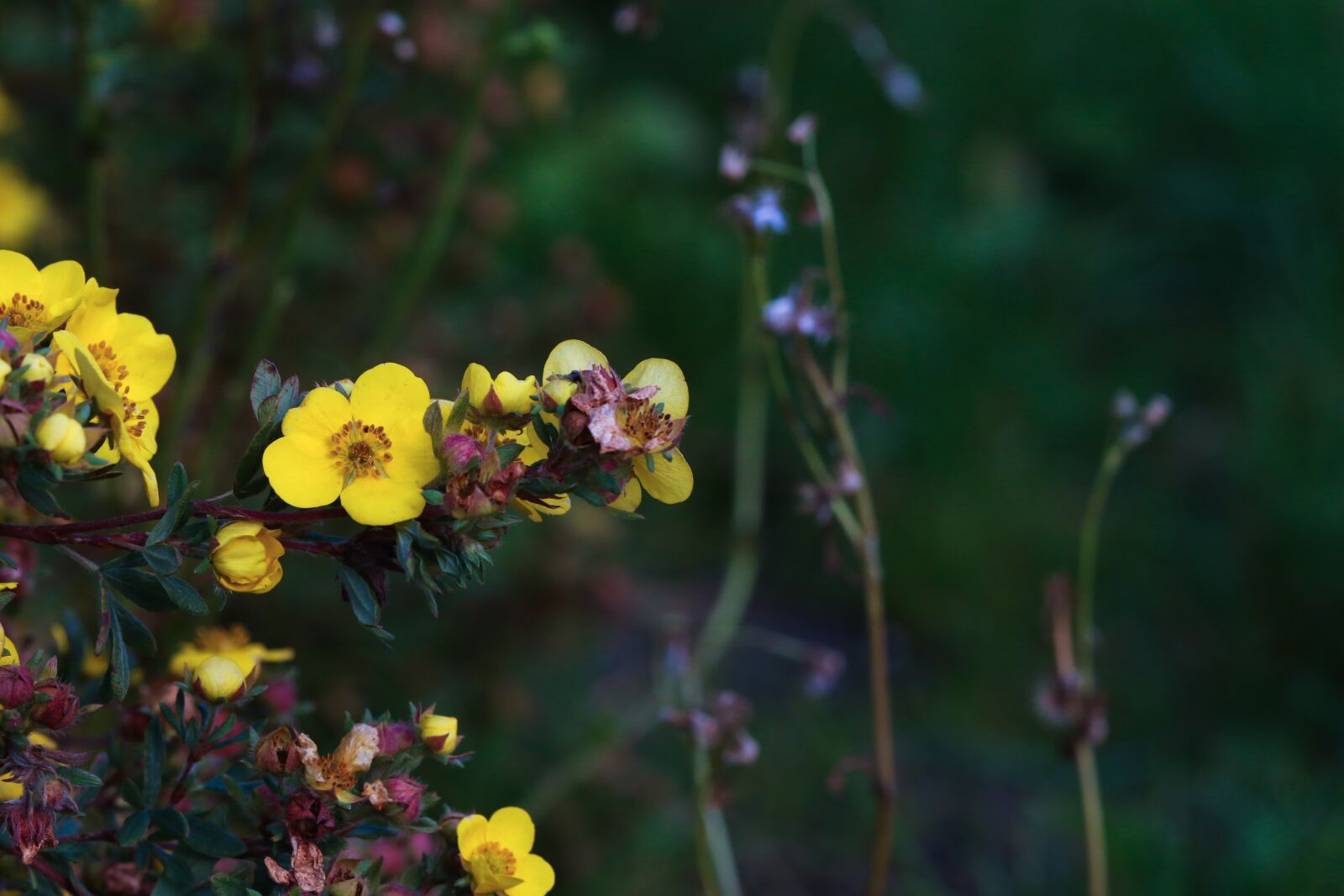 Canon EOS 7D Mark II sample photo. Flower, autumn, nature photography