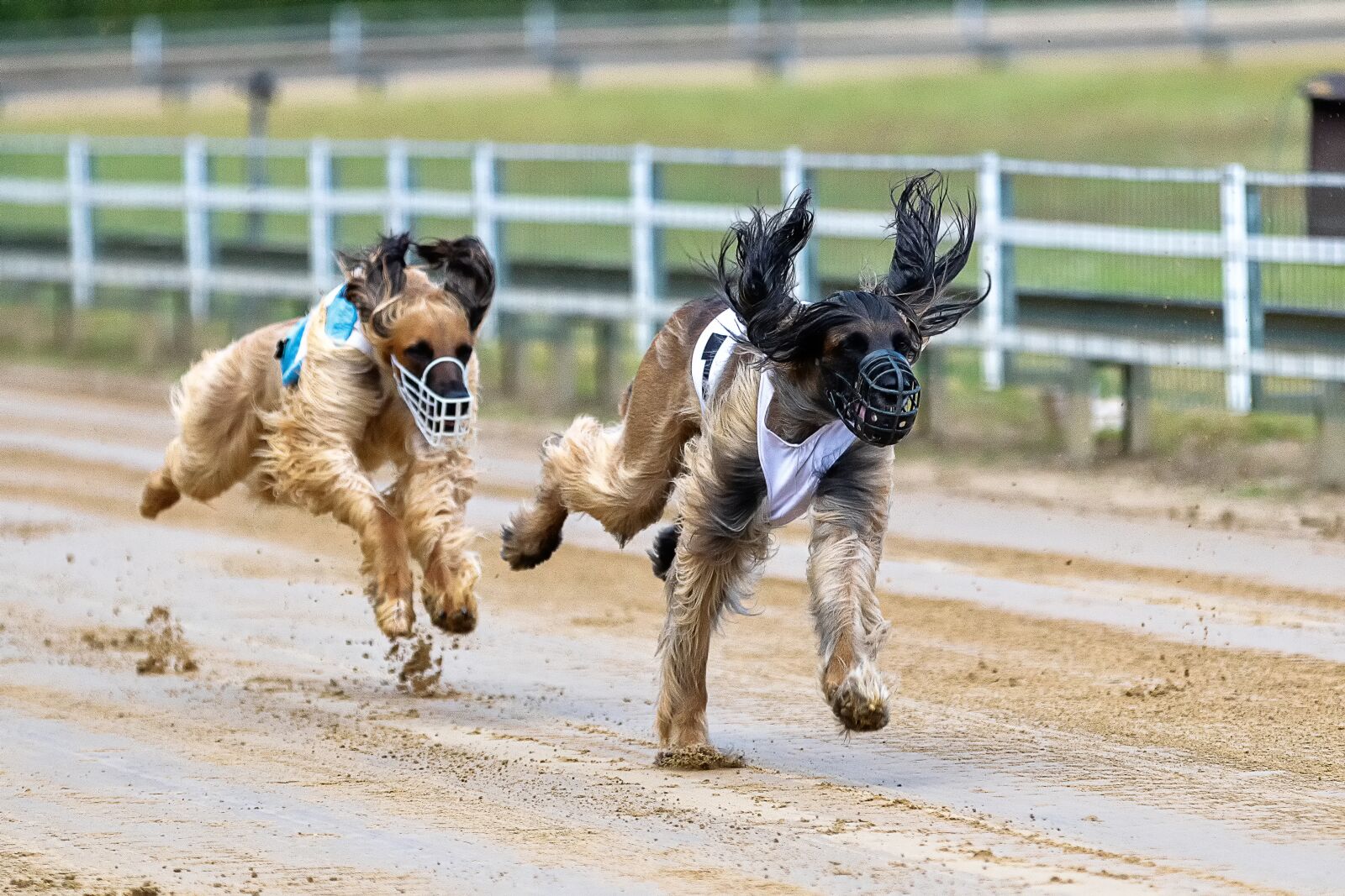 Canon EOS 80D sample photo. Dog racing, greyhounds, dog photography
