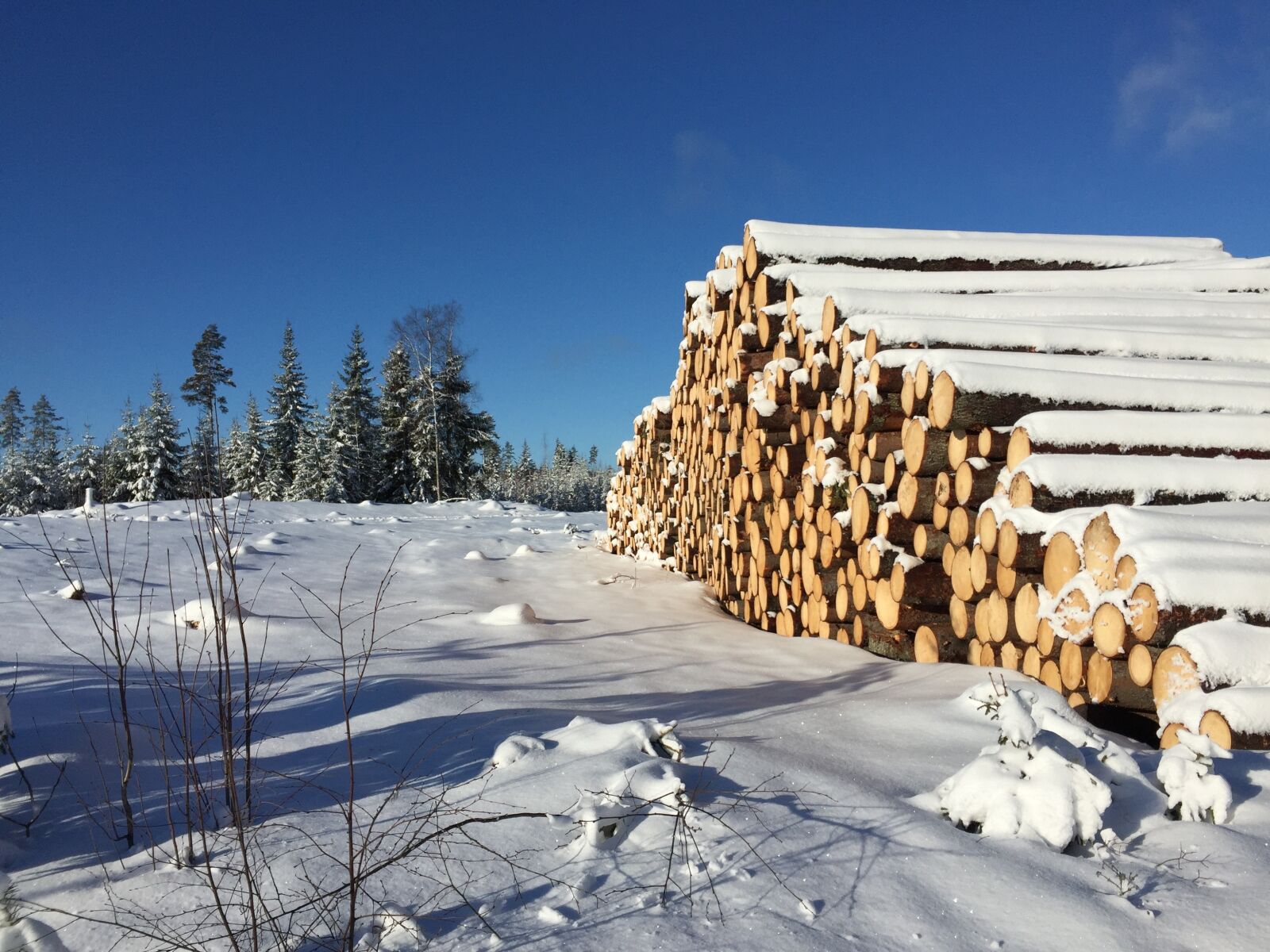 Apple iPhone 6 sample photo. Winter landscape, finland, felled photography