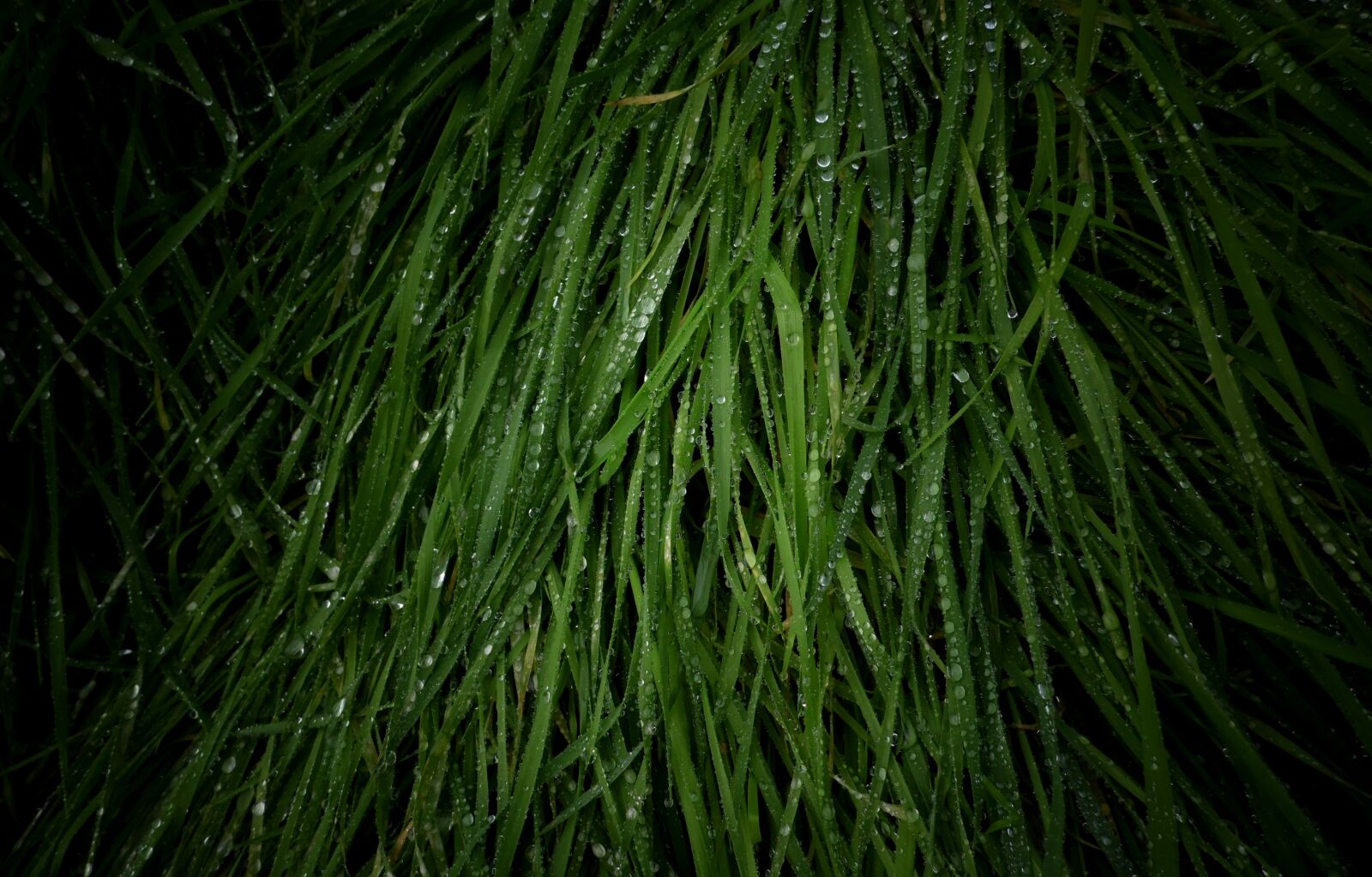 Samsung WB100/  WB101 sample photo. Lluvia, mojado, pasto, verde photography