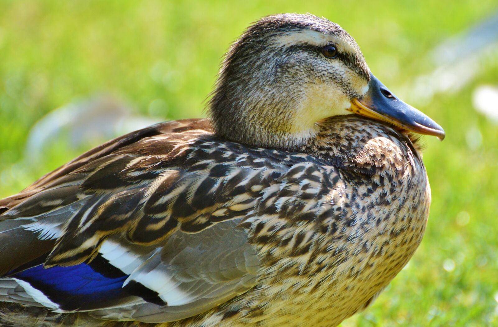 Nikon D3200 sample photo. Ducks, waterfowl, mallard photography
