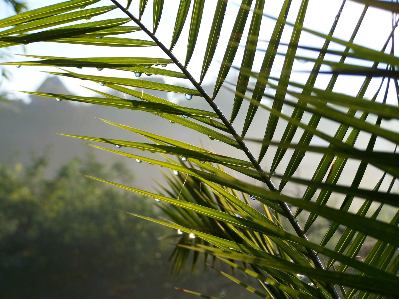 Kodak EASYSHARE ZD710 ZOOM DIGITAL CAMERA sample photo. Palm leaves, raindrops, fog photography