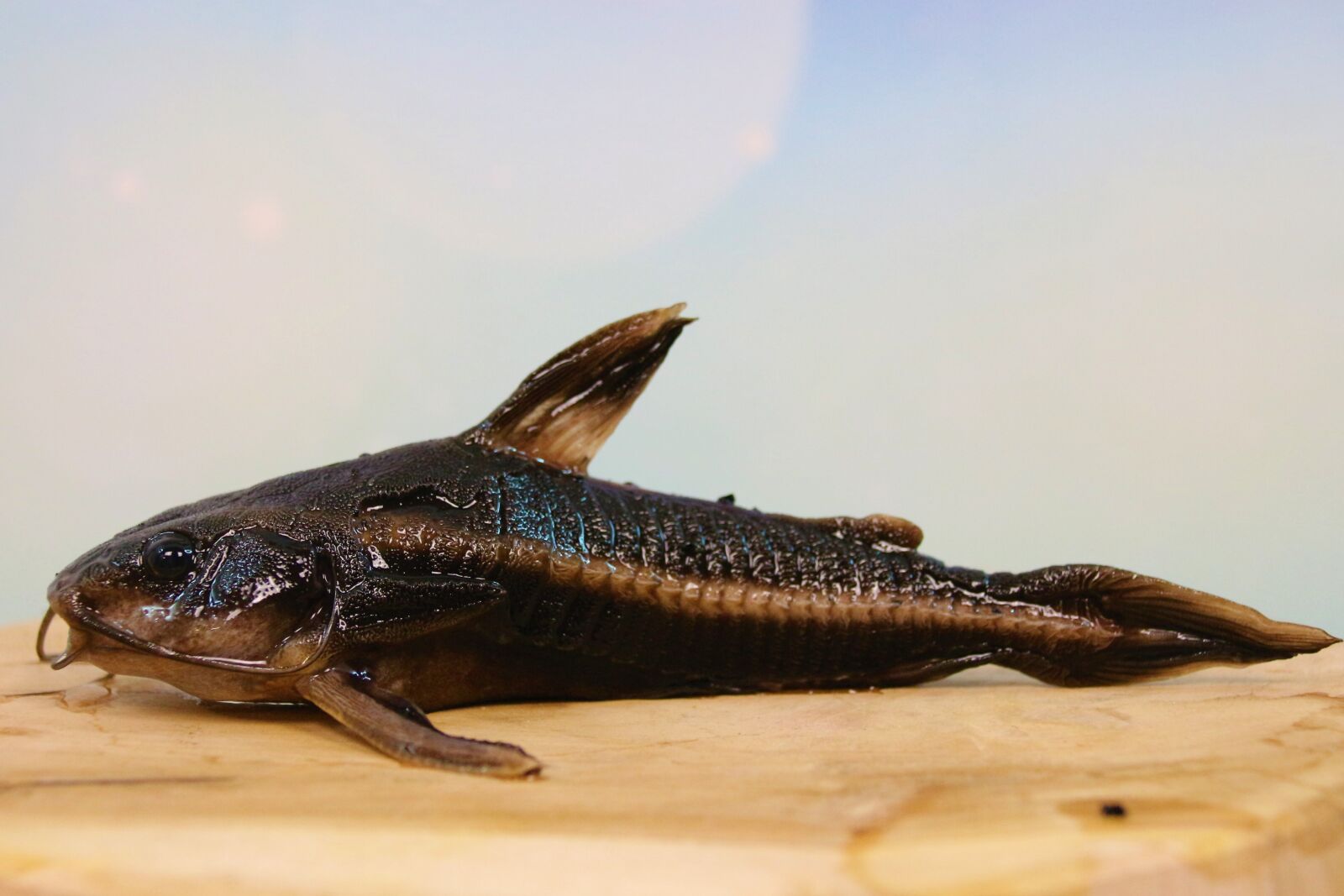 Canon EOS 700D (EOS Rebel T5i / EOS Kiss X7i) sample photo. Line of thorny catfish photography