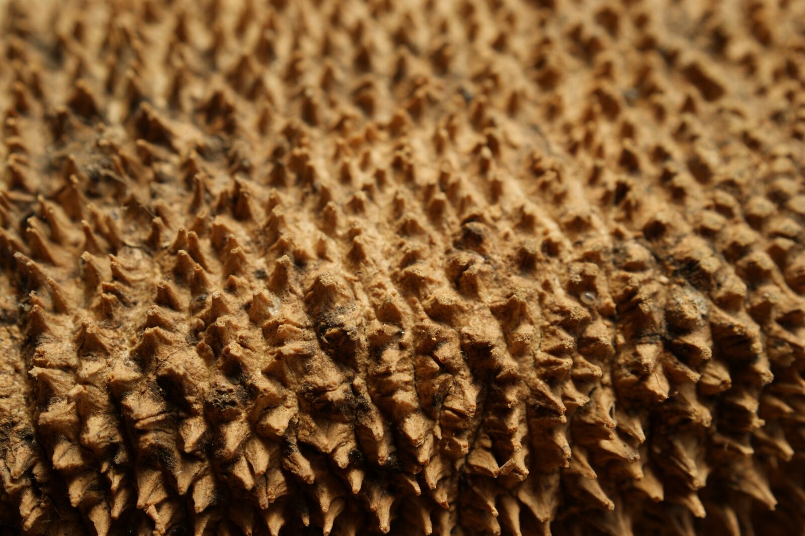 Sony Alpha DSLR-A290 sample photo. Texture, macro, textures photography