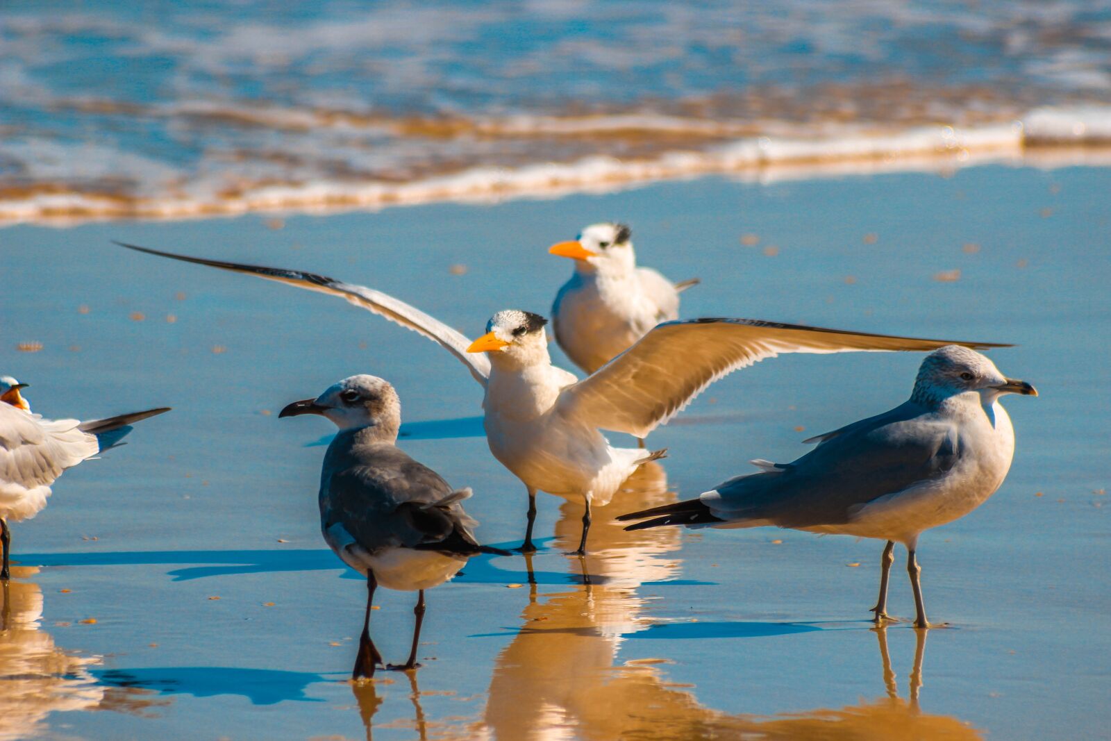 Canon EOS 600D (Rebel EOS T3i / EOS Kiss X5) sample photo. Seagull, pen, alcatraz photography