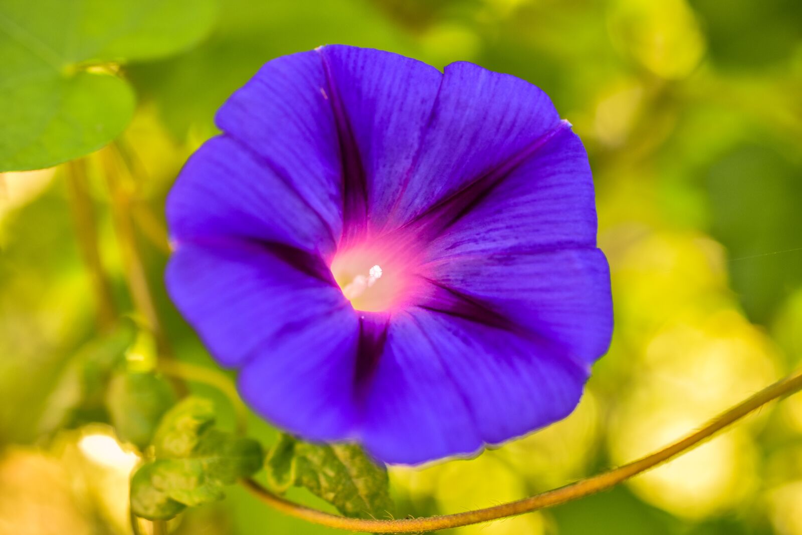 Nikon D3400 sample photo. Flower, garden, purple photography