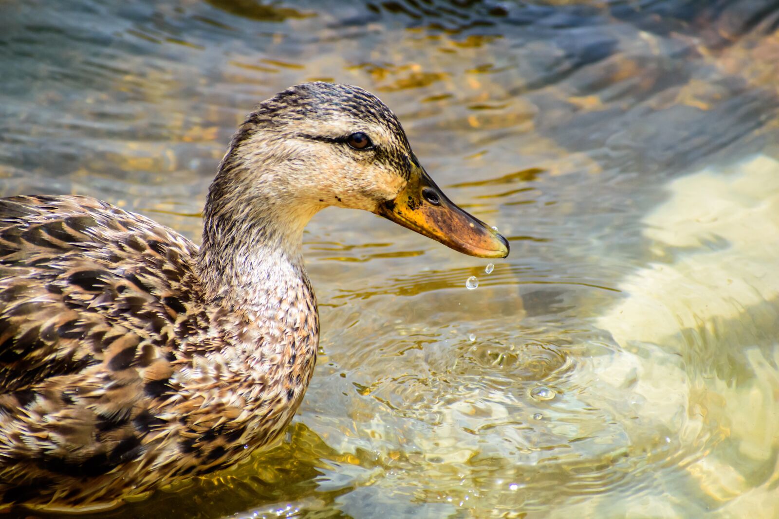 Nikon D3500 sample photo. Duck, swimming, animal photography