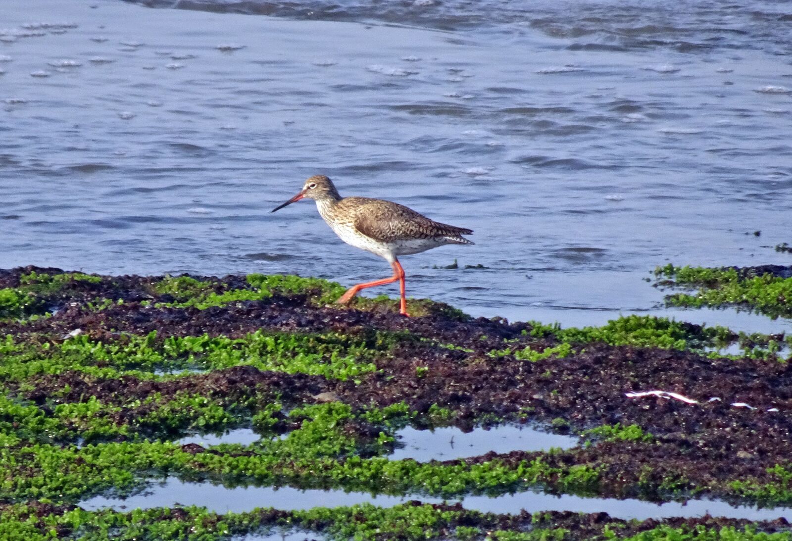 Sony Cyber-shot DSC-HX90V sample photo. Bird, wader, common redshank photography