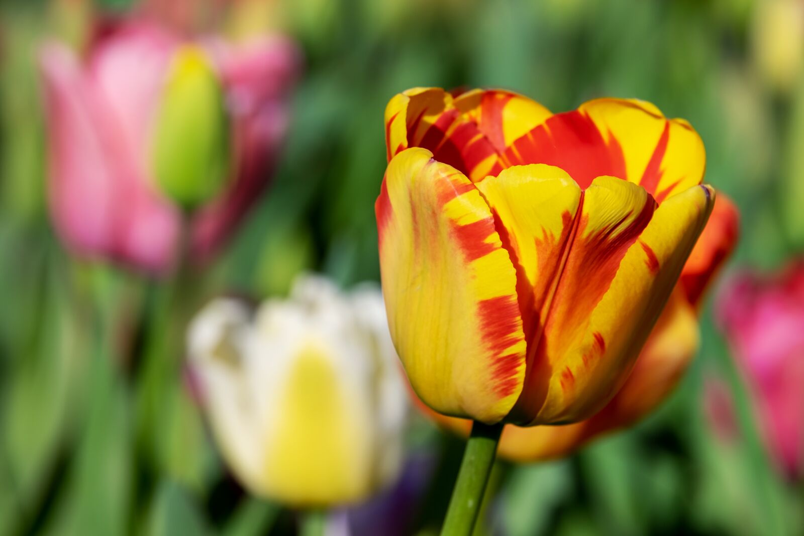 Fujifilm XF 55-200mm F3.5-4.8 R LM OIS sample photo. Tulip, yellow orange, yellow photography