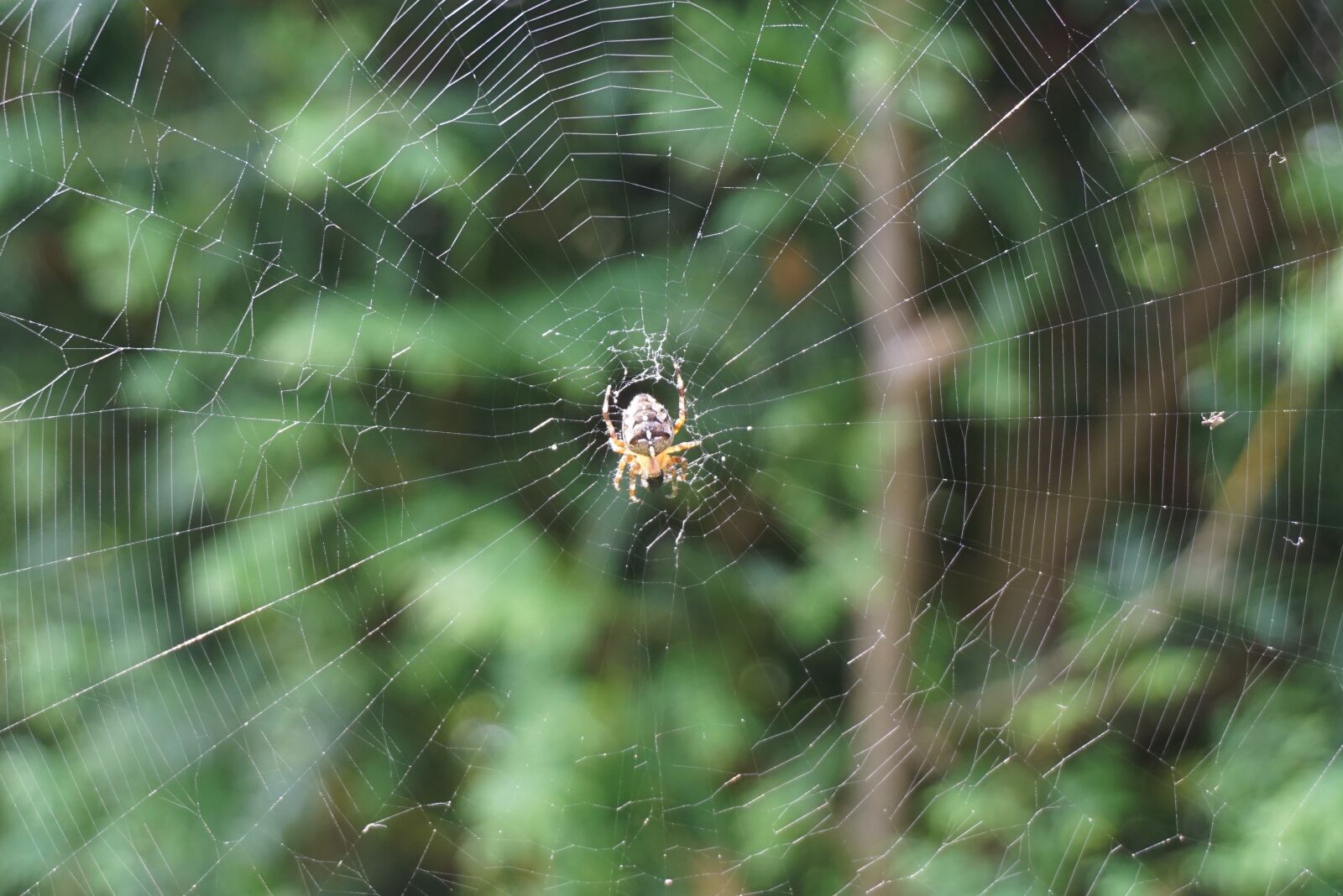 Sony a6000 sample photo. Spider, cobweb, nature photography