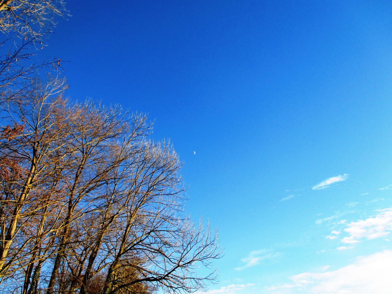 Canon PowerShot ELPH 115 IS (IXUS 132 / IXY 90F) sample photo. Trees, sky, nature photography