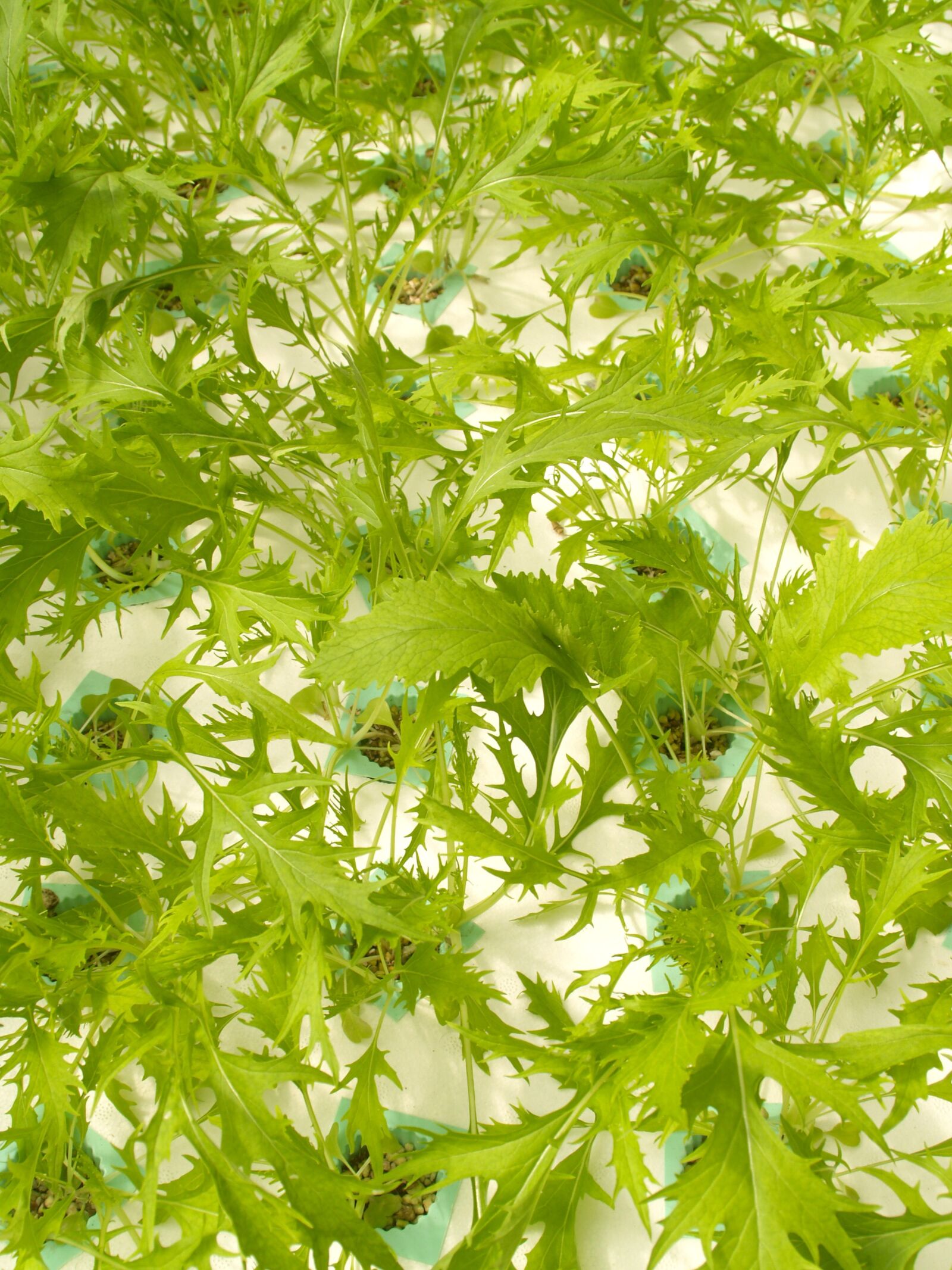 Olympus E-300 (EVOLT E-300) sample photo. Farm, market, hydroponic photography