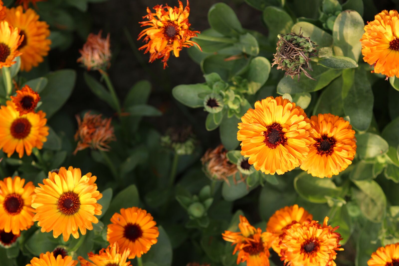 Canon EOS 700D (EOS Rebel T5i / EOS Kiss X7i) sample photo. Photo, pic, pixabay photography