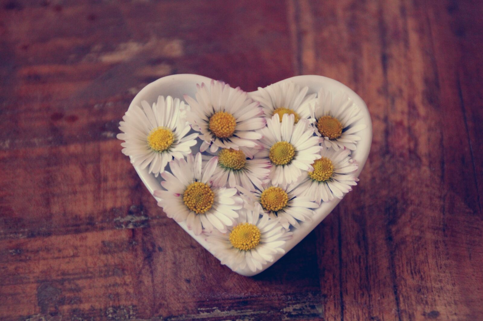 Canon EOS 2000D (EOS Rebel T7 / EOS Kiss X90 / EOS 1500D) sample photo. Daisy, heart, love photography