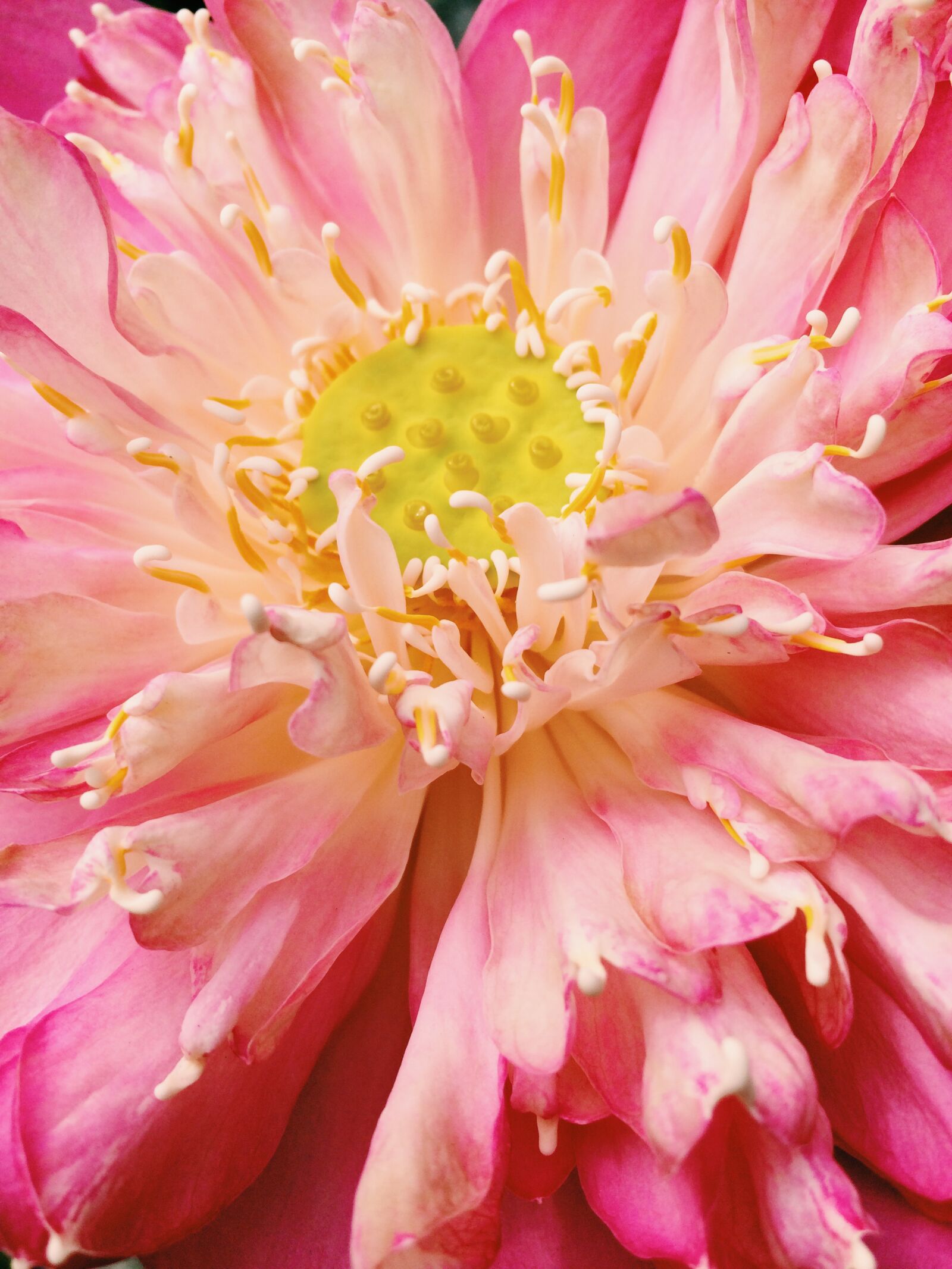 iPhone 5s back camera 4.15mm f/2.2 sample photo. Flower, flowers, lotus, pink photography
