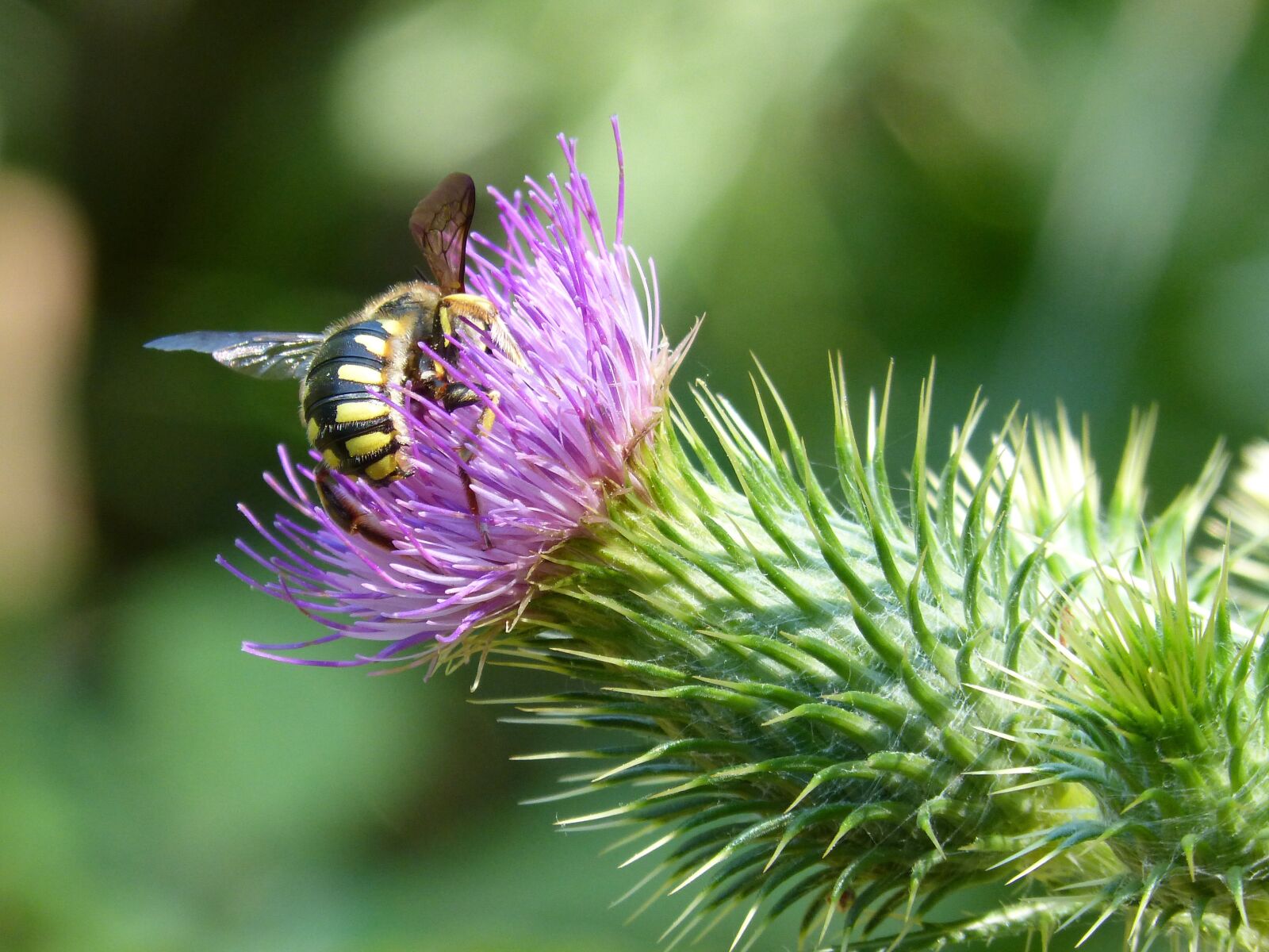 Panasonic DMC-FZ62 sample photo. Hornet, thistle flower, beauty photography
