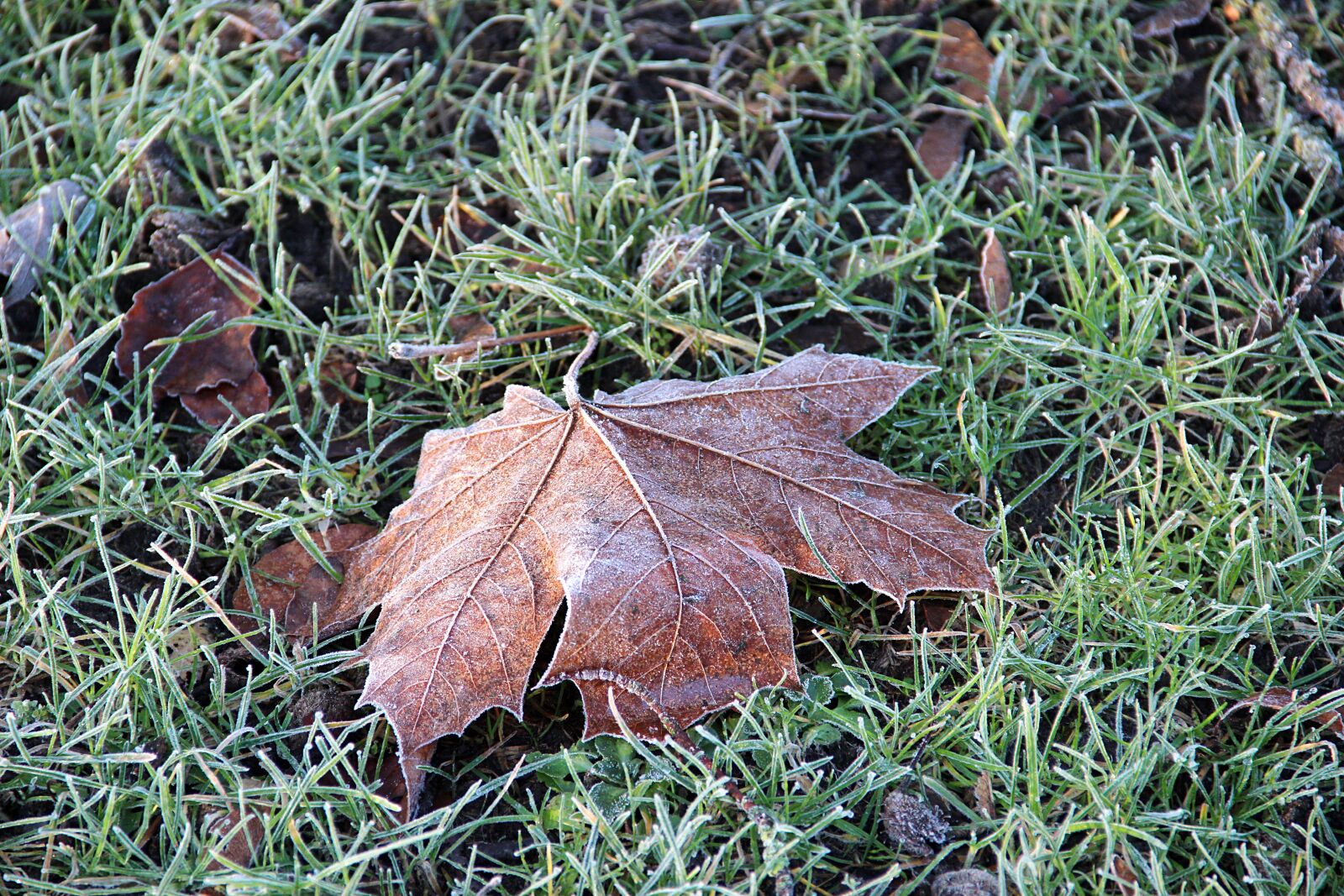 Canon EOS 600D (Rebel EOS T3i / EOS Kiss X5) sample photo. Ripe, winter, frozen photography