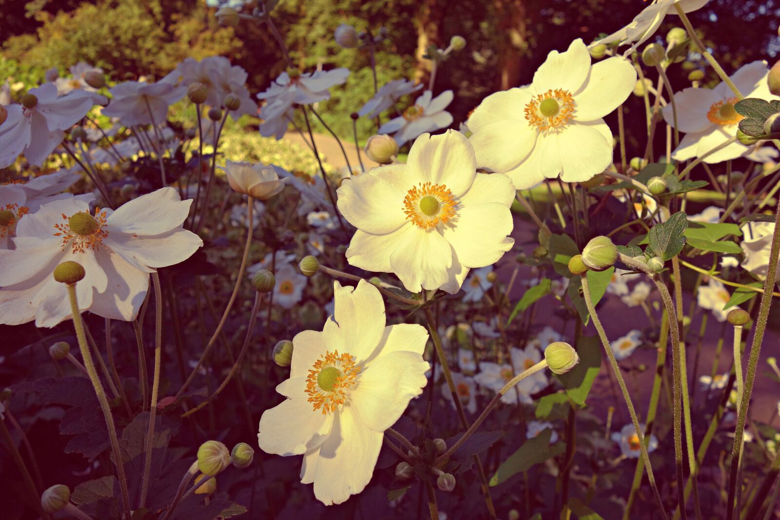 Sony Cyber-shot DSC-RX100 sample photo. Blooming, flower, nature, petal photography