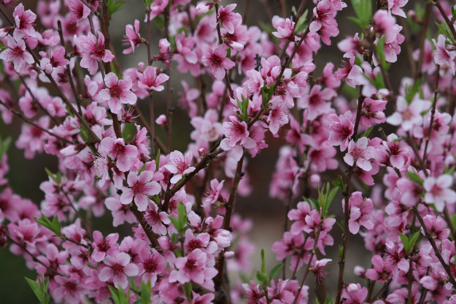 Canon EF 100-400mm F4.5-5.6L IS USM sample photo. Flowers, pink, casey photography
