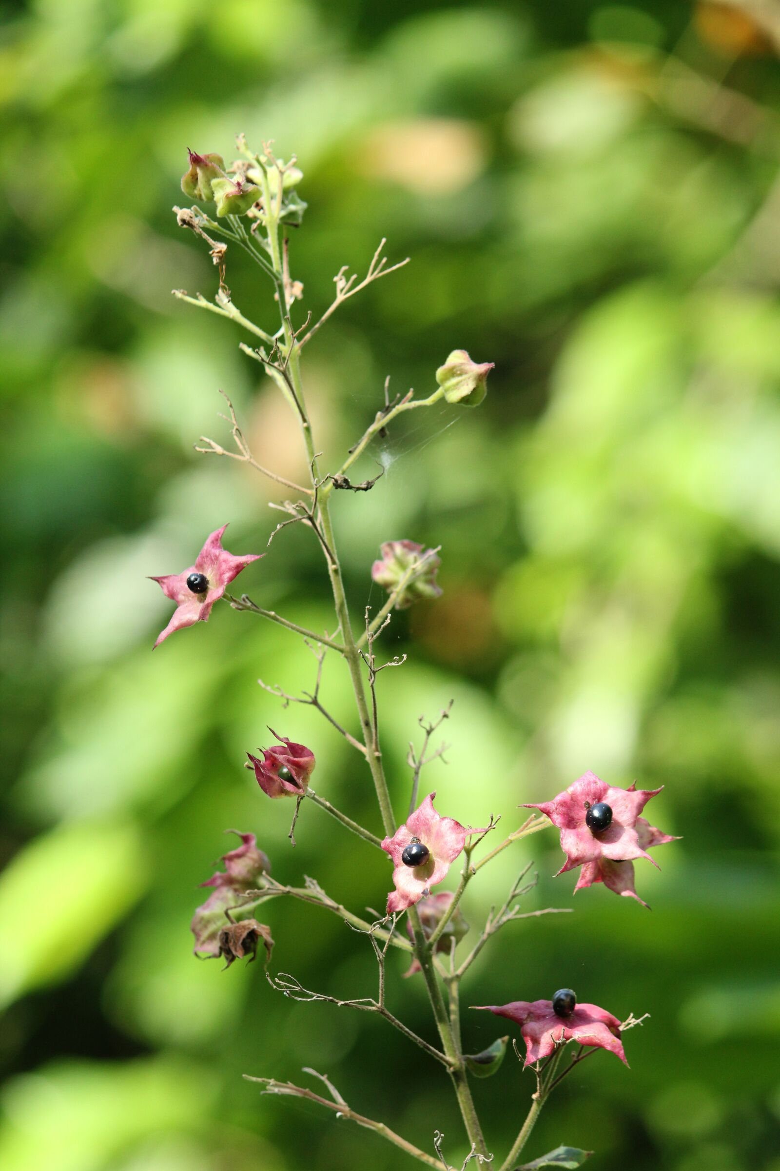 Canon EOS 1300D (EOS Rebel T6 / EOS Kiss X80) sample photo. Kerala, india, flower photography