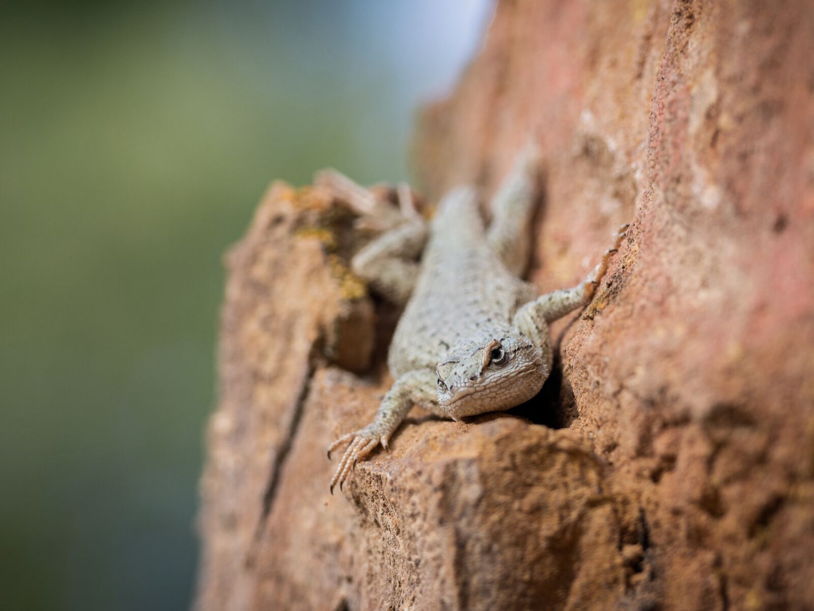 Nikon D7200 sample photo. Lizard, reptile, nature photography