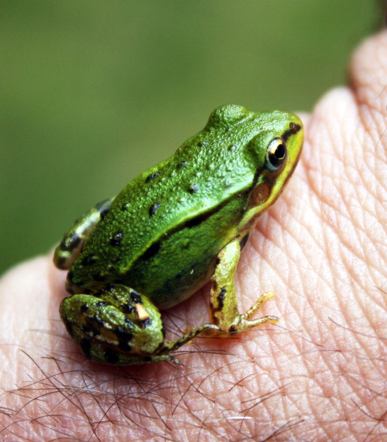 Canon EOS 1000D (EOS Digital Rebel XS / EOS Kiss F) sample photo. Frog, green, nature photography