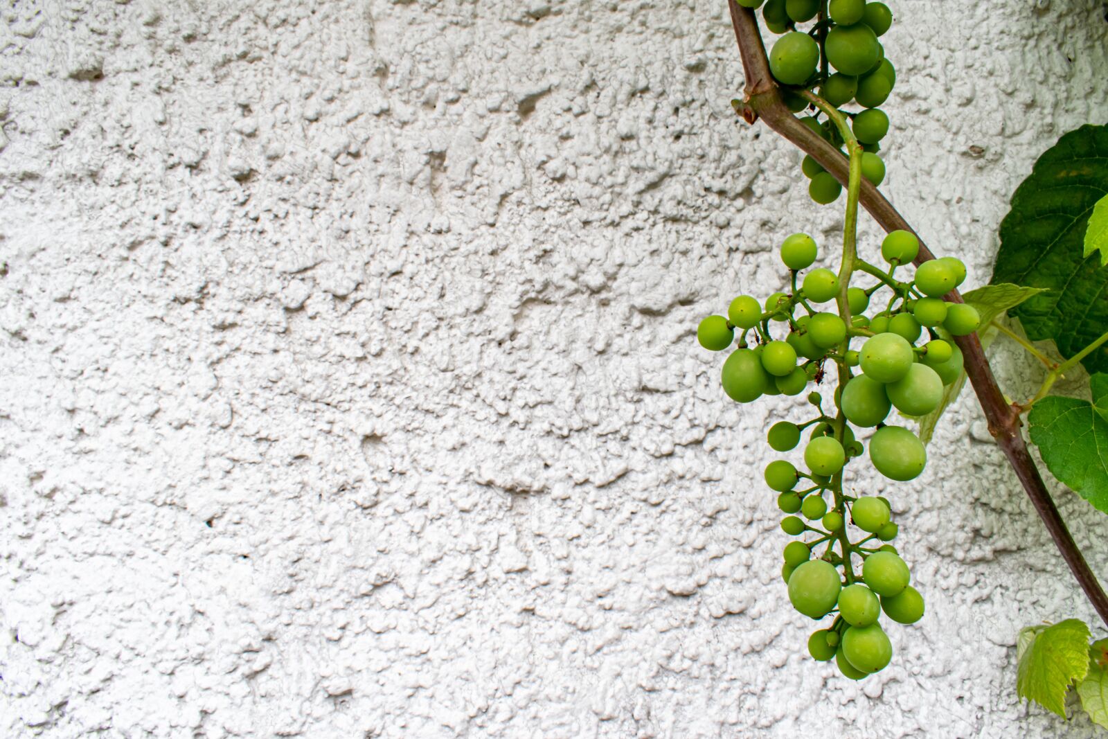 Nikon D5300 sample photo. Grapes, wine, plant photography