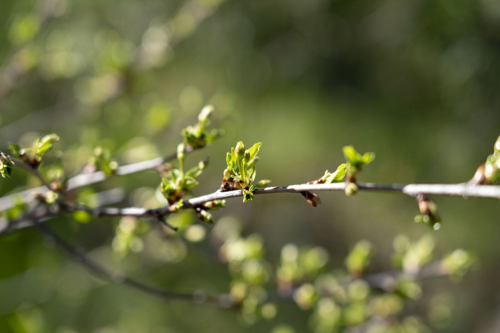 Sony FE 24-105mm F4 G OSS sample photo. Spring, shrub, vetvička photography