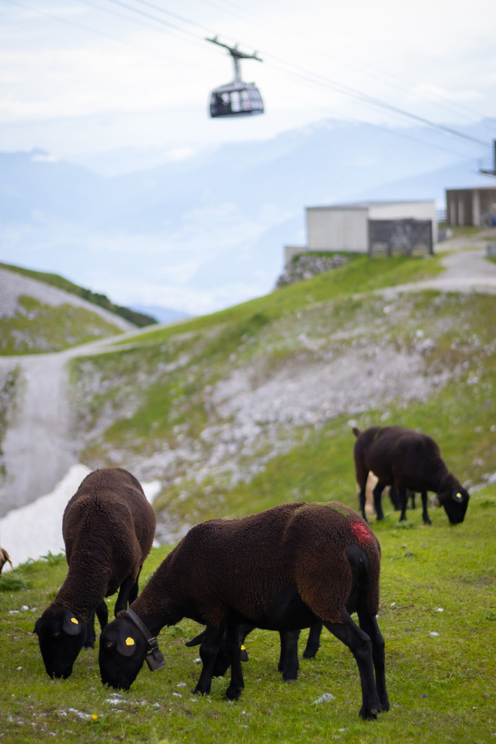 Canon EOS 250D (EOS Rebel SL3 / EOS Kiss X10 / EOS 200D II) sample photo. Brown sheeps, sheeps, grazing photography