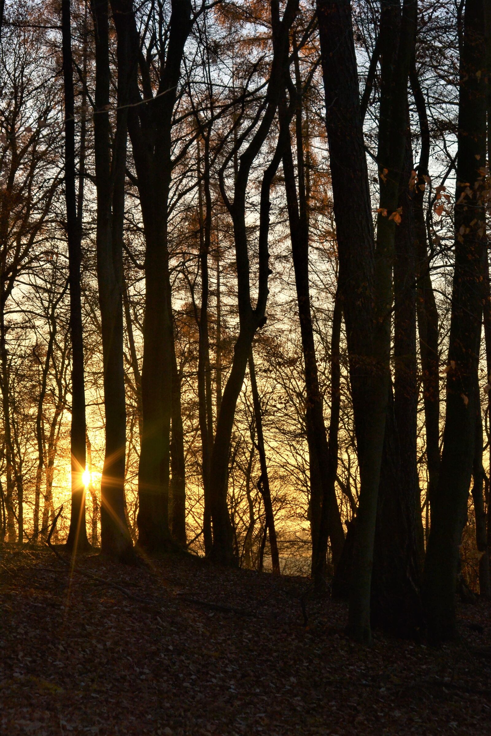 Nikon D3100 sample photo. Autumn, sunset, cold photography